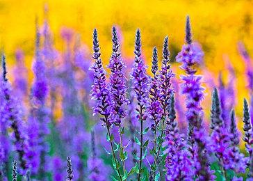 《卡比的美食节》今日发售 官方公布两则短片