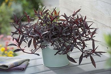 大丈夫萌大奶！《全能之神HD复刻版》八折促销